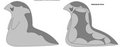 turakian slugs