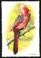 Cardinal