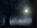 Fear in the Forest.