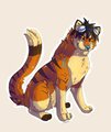 Curious kitty