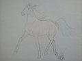 FREE to use Arabian mare lines