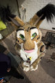 Kitty stare at Animus 2015 furry con