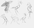 Master Crane Sketches