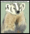 Badger, Sketch Practice
