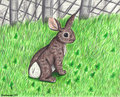 A Rabbit Named Spliff by Koudoawaia