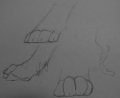 Paw Studies I 