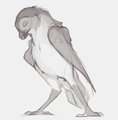 Falcon1