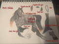 RWS Shikoba ref