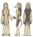 Afghan Hound Ref Sheet Test SFW