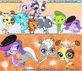 Diapered Pet shop