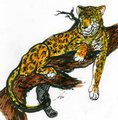 -Jaguar-