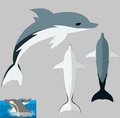 dolphin character