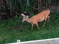 Fire Island deer