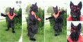 Zane the Wolf (Everything Except Bodysuit) by ratcoffee