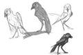 Ravens