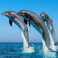 The Dolphin King