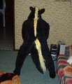 It's safe - the tail is down! (stinky)