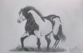Troting Grace.... by horseylove9