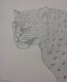 Leopard Stare