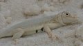 Sun Bleached Earless Lizard