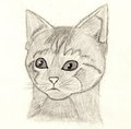 Kitty Face by Kittzy