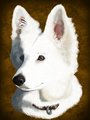 Flicker portrait by Boscoe