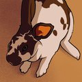 WIP Rabbit