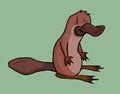 Platypus by reptifur