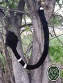 What even is this tree