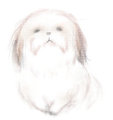  My Doggie has gone