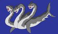 hydra shark 