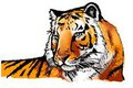 Tiger Colored by CheesyBear