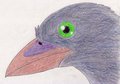 Pajarraco by HeraldTheTiger