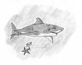 Shark by Wolfirhart