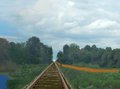Genet and Mongoose Crosses the Tracks