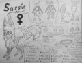 Sassie's Reference Sheet by SassieCassie