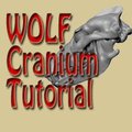 GrayWolf Cranium and muscle Anatomy