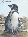 Aurora Badge by Brenda Lyons (AC2010) by AuroraBorealis