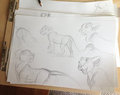 Lioness Sketches by Tuke
