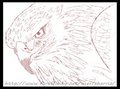 Avian Practice, Eagle 02