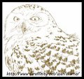 Avian Practice, Owl Snowy