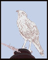 Avian Practice, White Eyed Vulture