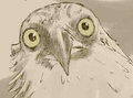 Avian Practice, Osprey