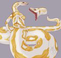 Naz Design by AshasCadence