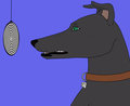 Hypno hound 1