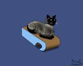 Our Cat