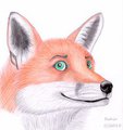 Fox Portrait