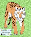 An Amur Tigress