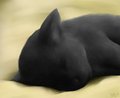 Napping Kitty