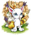 Gatomon[Tailmon] And Meicoomon